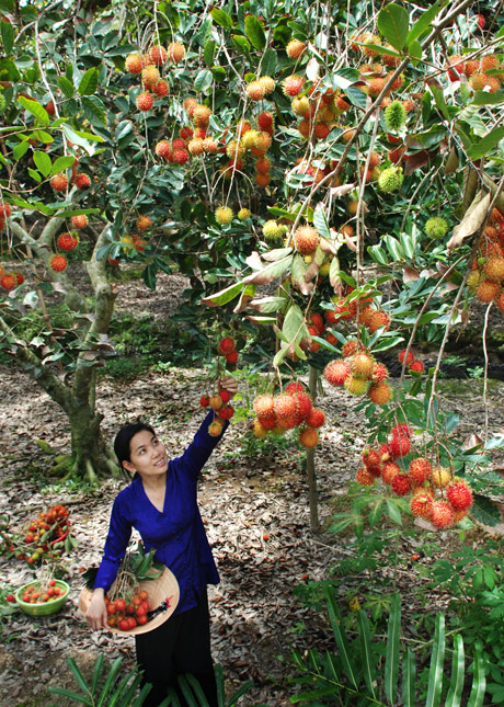 Chôm chôm được trồng nhiều ở cù lao Tân Phong.