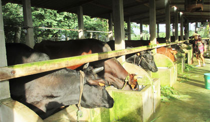 Mô hình chăn nuôi bò sữa phát triển khá nhanh tại huyện Gò Công Tây.