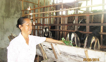 Chị Nguyễn Thị Vàng chăm sóc đàn dê.