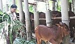 Anh Nguyễn Văn Minh: Khởi nghiệp từ mô hình chăn nuôi bò