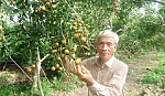 Ông Trương Văn Nghiệp: Làm giàu nhờ trồng nhãn xuồng cơm vàng
