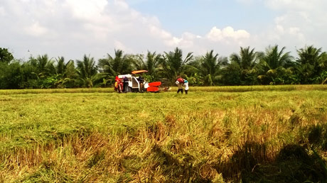 Huyện Gò Công Tây phấn đấu đến năm 2020 sẽ xây dựng thành công vùng sản xuất lúa đặc sản chất lượng cao (Ảnh chụp tại xã Thạnh Nhựt).