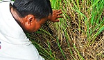 Có phải nông dân mua nhầm lúa giống kém chất lượng?