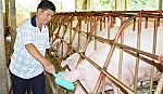 Anh Nguyễn Nghĩa Dũng: Vươn lên từ nghề chăn nuôi heo