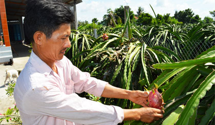 Vườn thanh long của anh Huỳnh Văn Quốc, ấp Long Thạnh, xã Quơn Long đang bị nhiễm bệnh đốm nâu khoảng 50%.