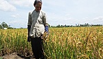 Nông dân thiệt hại vì lúa bị khô bông
