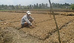 Anh Nguyễn Văn Quốc: Khá lên nhờ trồng ngò gai và rau húng cây
