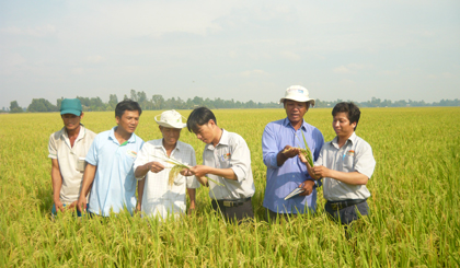 sản xuất lúa theo mô hình liên kết xây dựng cánh đồng lớn giữa doanh nghiệp và nông dân ở xã Mỹ Phước Tây (TX. Cai Lậy).