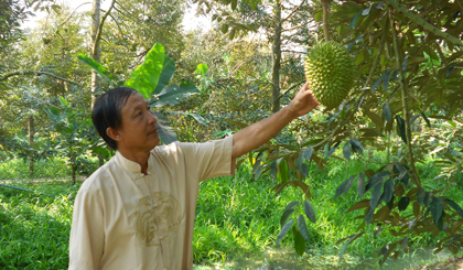 Ông Dương Văn Đây bên vườn sầu riêng đang cho thu hoạch.