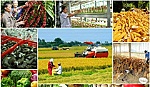 Thủ tướng chỉ thị đẩy mạnh tái cơ cấu ngành Nông nghiệp