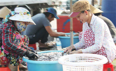 Phân loại, sơ chế mực, tôm ngay tại cảng, tạo việc làm cho hàng trăm  lao động tại thị trấn Vàm Láng.
