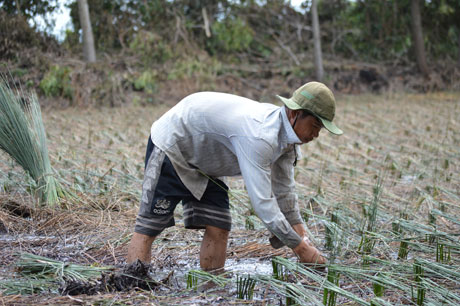 Hiện tại, huyện Tân Phước có trên 100 ha trồng bàng, tập trung ở các xã: Tân Hòa Đông, Hưng Thạnh, Phú Mỹ... 