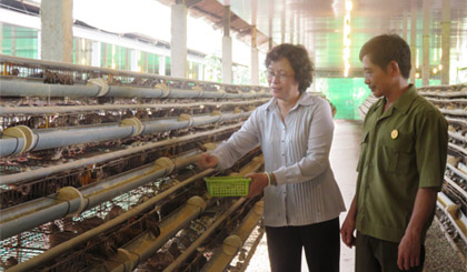 Bà Lê Kim Châu và tổ viên THT thu hoạch trứng cút.