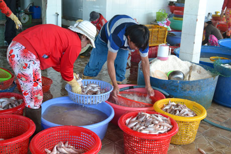 Cá nguyên liệu sau khi thu mua về được rửa sạch, cắt đầu, đánh vẩy, xẻ thịt hoặc để nguyên con,  sau đó ướp muối. Tiền công cao nhất 1.000 đồng/kg; công ướp muối là 150.000 đồng/ngày.