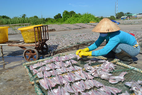 Sau thời gian ướp muối, cá được đem phơi, thông thường  mất khoảng 1,5 ngày cá sẽ khô. Tiền công phơi mỗi vỉ cá  của người lao động được tính 3.000 đồng. 
