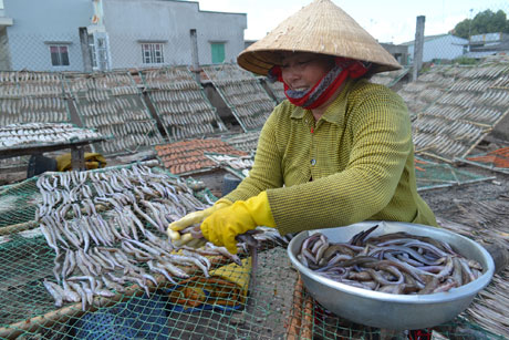 Đối với khô cá lạt, chủ yếu là cá chình, được các cơ sở thu mua về  rửa sạch, sau đó đem phơi. 