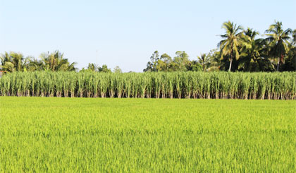 Lúa và mía là 2 cây trồng chủ lực của xã Bình Xuân.