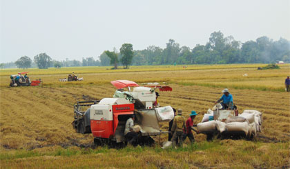 Thu hoạch lúa ở Cánh đồng lớn xã Mỹ Thành Bắc, huyện Cai Lậy.