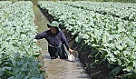 Nông dân Bình Phục Nhứt: Kỳ vọng vào vụ rau màu tết
