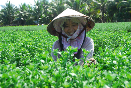 Chị Nguyễn Thị Bình, ấp Mỹ Hưng, xã Mỹ Phong cười tươi giữa ruộng hoa.