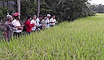 Huyện Cai Lậy: Chủ động phòng trừ dịch bệnh trên lúa dịp tết