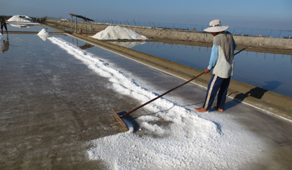 Ông Nguyễn Văn Tèo đang thu gom muối trên ruộng.