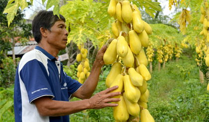 Anh Nguyễn Văn Của, ấp Lương Lễ, xã Mỹ Lương (huyện Cái Bè) đang làm sạch những trái đu đủ da vàng trên cây để chờ thương lái đến mua.
