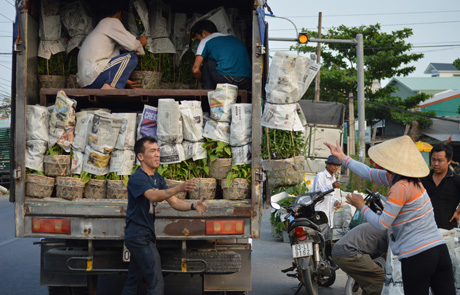 Hoa được vận chuyển xe tải lên TP.Hồ Chí Minh.