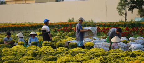 Các thương lái đang lựa hoa tại các chủ vườn.