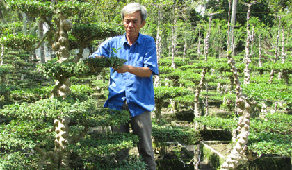 Ông Trần Văn Lộc đang chăm sóc vườn mai nu trị giá đến vài chục tỷ đồng.