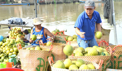 Chuyển bưởi từ dưới ghe lên chợ trái cây Vĩnh Kim để đưa đi phục vụ thị trường tết.
