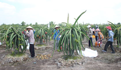 Nông dân Tân Phước dần chuyển đổi cơ cấu cây trồng theo hướng giá trị kinh tế cao.