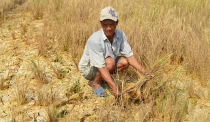 Ông Sầm Văn Niếu, xã Bình Đông (TX. Gò Công) bên ruộng lúa bị nứt nẻ trong vụ đông xuân năm nay.