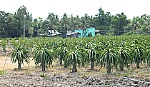 Huyện Gò Công Tây: Chuyển đổi cây trồng ở những vùng đất khó