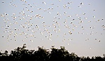 Chiều tối hàng ngàn con cò bay về trú ngụ tại vườn bạch đàn