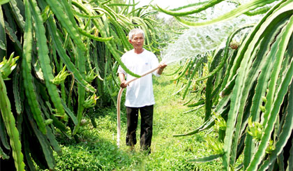 Tổ hợp tác thanh long Lương Phú (ấp Lương Phú C) đang được củng cố, nâng chất để phát huy lợi thế cây ăn trái đặc sản thanh long trên địa bàn.