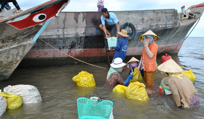 Tân Phú Đông là 1 trong 2 địa phương trong tỉnh có nghề nuôi, khai thác nghêu phát triển. 