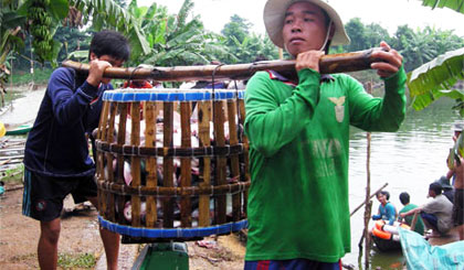 Dù hiện nay giá cá tra chưa phải nằm ở mức cao nhưng nông dân nuôi cá tra phấn khởi do có lợi nhuận ổn định (Ảnh chụp ở xã Hòa Hưng, huyện Cái Bè).