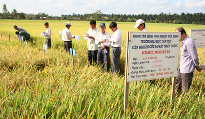 CCB tham gia hội thảo lúa giống.