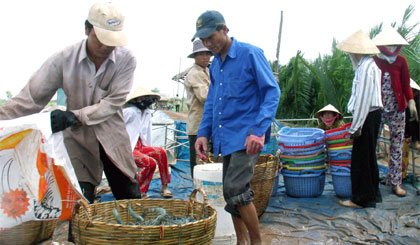 Cần giảm giá thành nuôi tôm để tăng lợi nhuận cho nông dân và tăng khả năng cạnh tranh tôm Việt Nam trên thị trường thế giới (Ảnh chụp ở xã Phú Tân, huyện Tân Phú Đông).