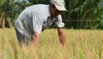 The model of planting rice in salt and drought-striken areas