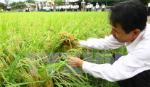 Tăng diện tích trồng lúa thu đông ở Đồng bằng sông Cửu Long