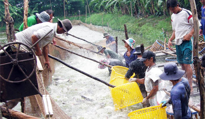 Hiện nay nghề nuôi tôm nước lợ, cá tra vùng ĐBSCL vẫn chưa thoát khỏi khó khăn (Ảnh chụp ở xã Hòa Hưng, huyện Cái Bè).