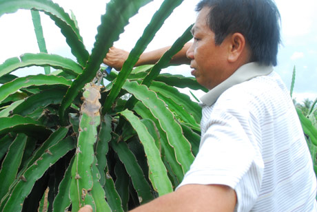 Ông Nguyễn Nam Chinh, xã Tân Thuận Bình cũng có gần 0,3 ha thanh long nhiễm bệnh đốm nâu. Ông đang cắt bỏ những nhánh nhiễm bệnh.
