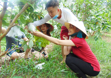 Đến vui Tết Đoan Ngọ ở cù lao Tân Phong, du khách thỏa thích hái trái cây ở các vườn cây ăn trái.