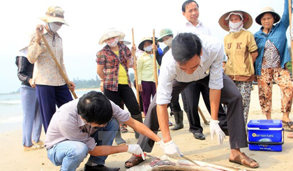 Cá chết tại vùng biển tỉnh Quảng Trị. Nguồn ảnh: TTXVN