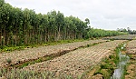 Diện tích rừng huyện Tân Phước giảm mạnh