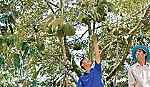 Để cây sầu riêng phát triển bền vững