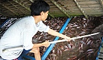 Cá điêu hồng tạo nên lợi thế trong xuất khẩu cá rô phi Việt Nam