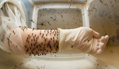 Nuôi muỗi trong phòng thí nghiệm phục vụ nghiên cứu chống bệnh sốt xuất huyết. (Nguồn: Smug)
